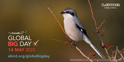 How To Participate In Cornell Lab of Ornithology's Global Big Day 2022 | May 14, 2022