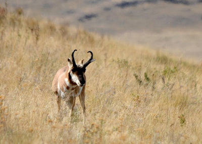 Picking A Pronghorn | By Lisa Ballard