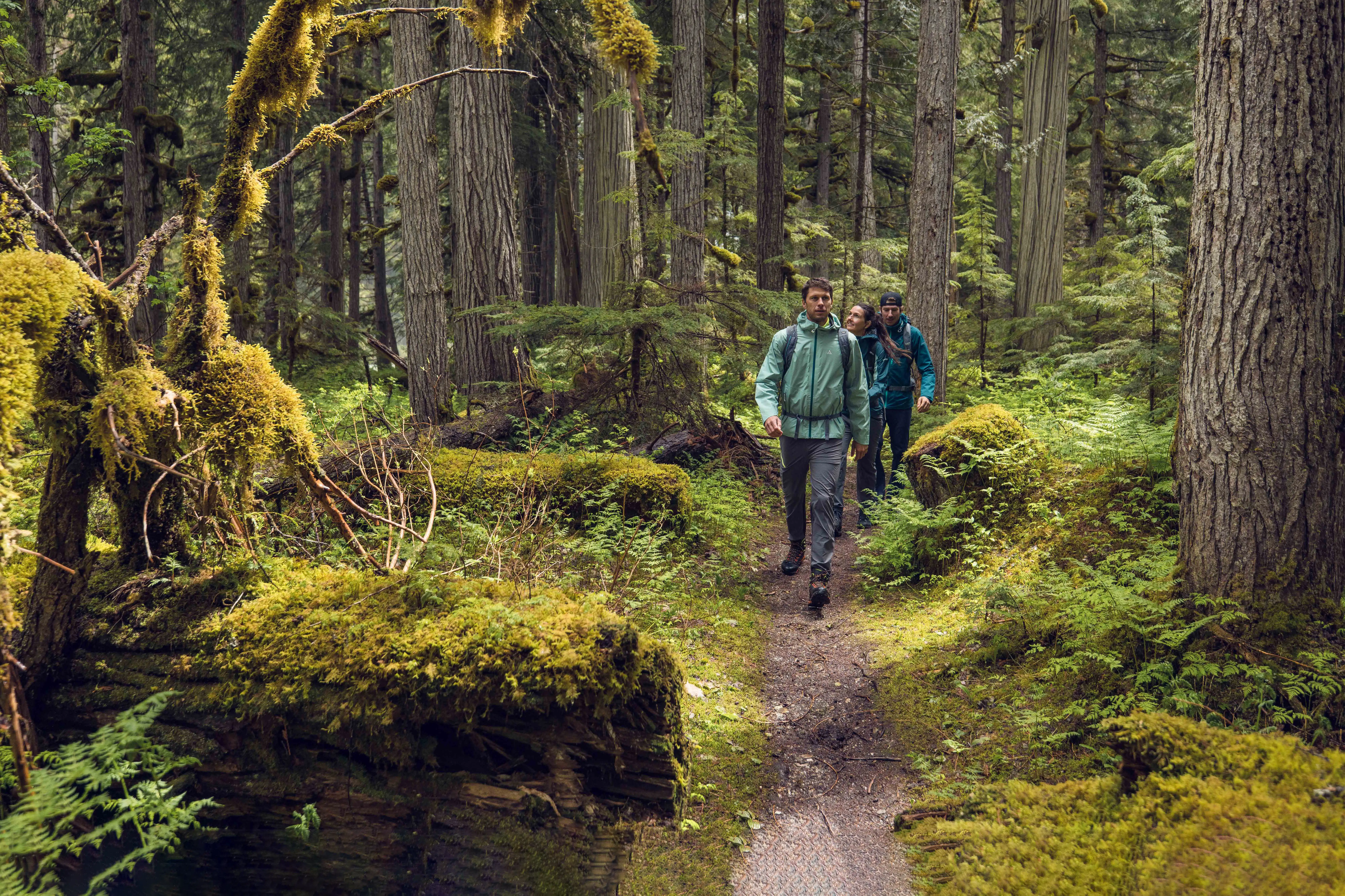 A few hikers walking briskly thru mossy forest with light packs
